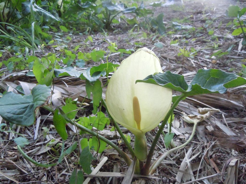 Arum italicum